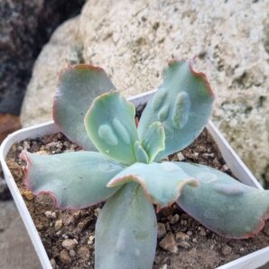 Echeveria Culibra