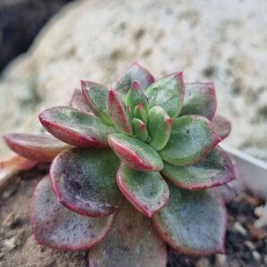 Echeveria Prada crstata