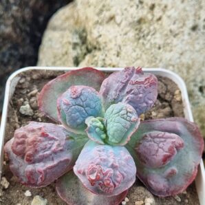 Echeveria Midway