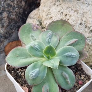 Echeveria Baron Bold