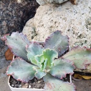 Echeveria Cleopatra