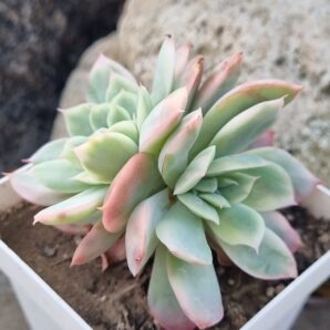 Echeveria Luella var