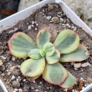 Echeveria Suyon var