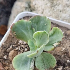 Echeveria Tiara Gold var