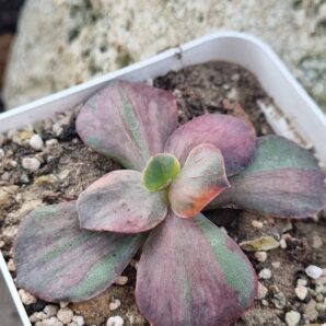 Echeveria Suyon Frill /Red Phoenix variegated