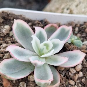 Echeveria Berkeley Light variegata