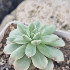 Echeveria Markus var