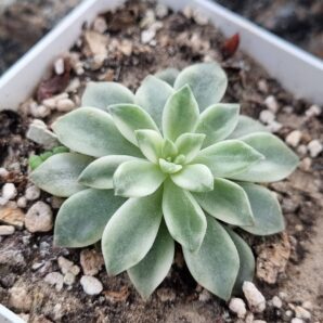 Echeveria Medina var