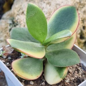 Crassula ovata Maruba nishiki var