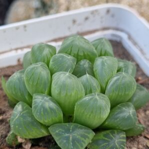Haworthia cooperi