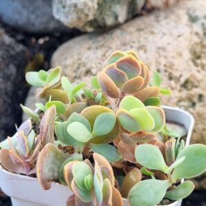 Kalanchoe Alticola