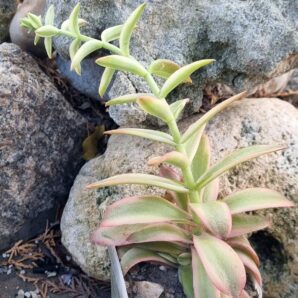 Crassula Campfire var