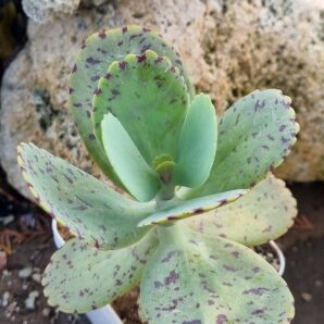 Kalanchoe Marmorata