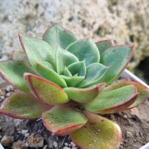 Echeveria Alektia