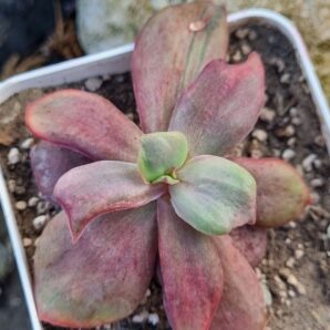 Echeveria Diamond State var