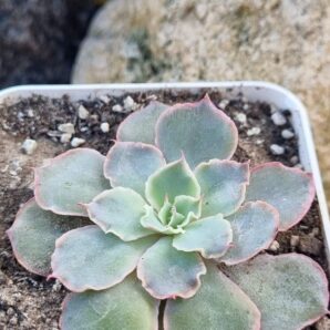 Echeveria Florence