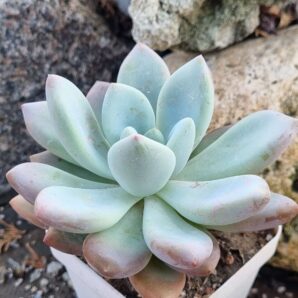 Graptoveria Moonglow
