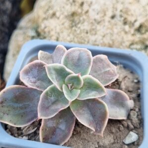 Echeveria Eurychlamus hybrid