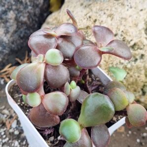 Echeveria Red Ball cristata