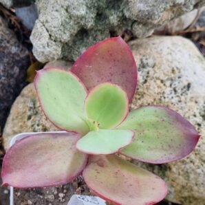Echeveria Red Finkle