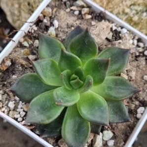 Echeveria Black Prince