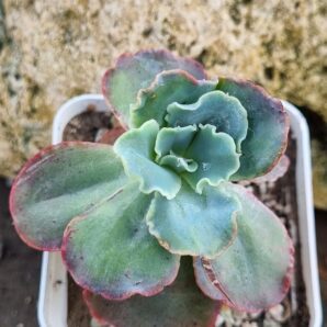 Echeveria Blue Curls