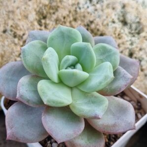 Echeveria Jelly Jem Red