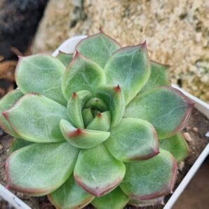 Echeveria Floreana
