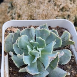 Echeveria Nichi