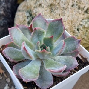 Echeveria Dark Ice Korean