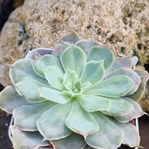 Echeveria Shaviana Mexican Hens