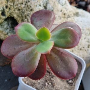 Echeveria Primadonna