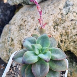Echeveria Chroma