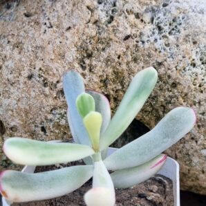 Cotyledon orbiculata Long leaf variegata