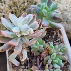 Pachyveria Scheideckeri var