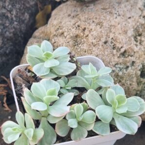 Echeveria Peach pride var