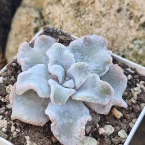 Echeveria Crispate Beauty