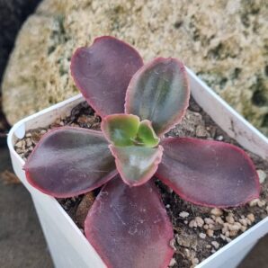 Echeveria Pappy's rose