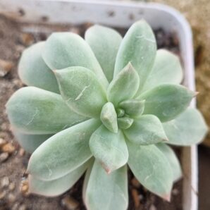 Echeveria Markus var