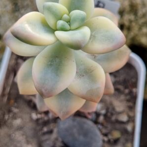 Pachyphytum Apricot Beauty var