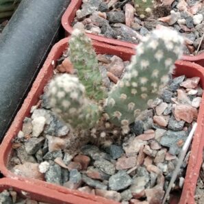 Maihueniopsis atacamensis -cube-5cm-сіянець-