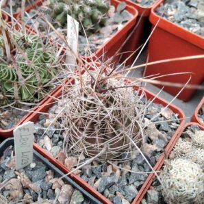 Lobivia pugionacantha -cube-7cm- super spines-
