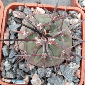 Gymnocalycium armatum -cube-5cm-
