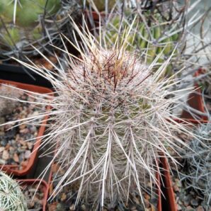 Lobivia aurea v. leucomalla -MG-cube-8cm-