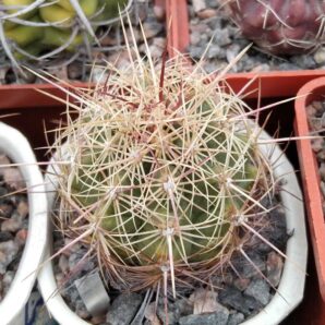 Thelocactus bicolor -сube-6cm- 120гр.