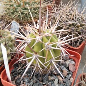 Trichocereus chilensis v. panhoplites -Piltz- -cube-6cm-