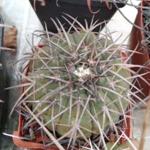 Gymnocalycium spegazzinii -cube-7cm-