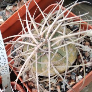 Gymnocalycium cardenasianum v. longispinum -cube-6cm-