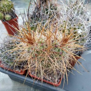 Parodia maxima LH457 -cube-7cm- 1800 -двоголова колекційна рослина, вік - біля 20років.