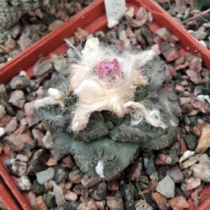 Ariocarpus fissuratus -Big Bend-cube-7cm-щеплений-